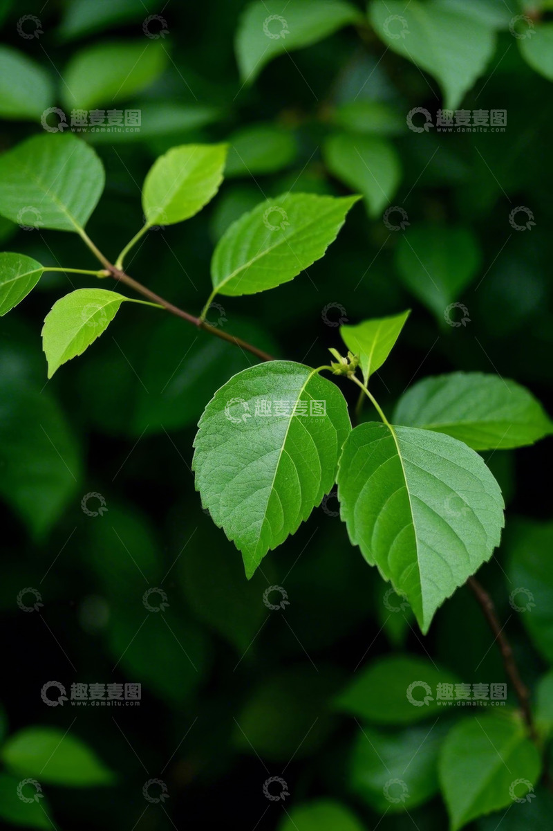 高清大图下载【趣麦麦图】特写绿色植物枝叶