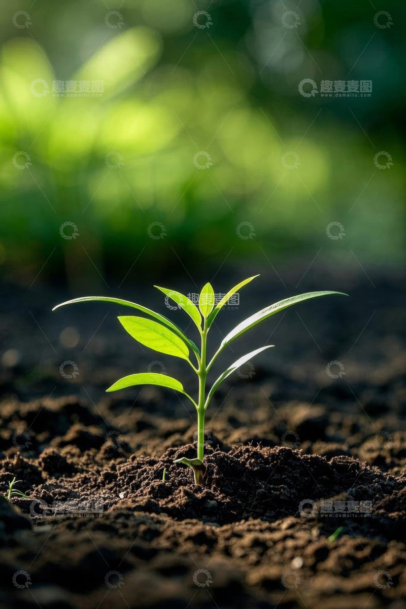 高清大图下载【趣麦麦图】破土而出的嫩绿幼苗