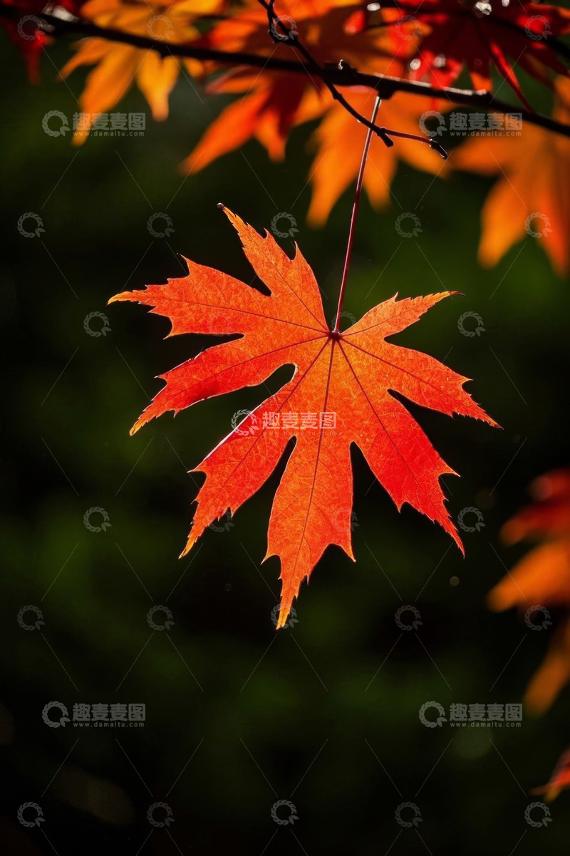 高清大图下载【趣麦麦图】秋季枫叶特写自然风光素材