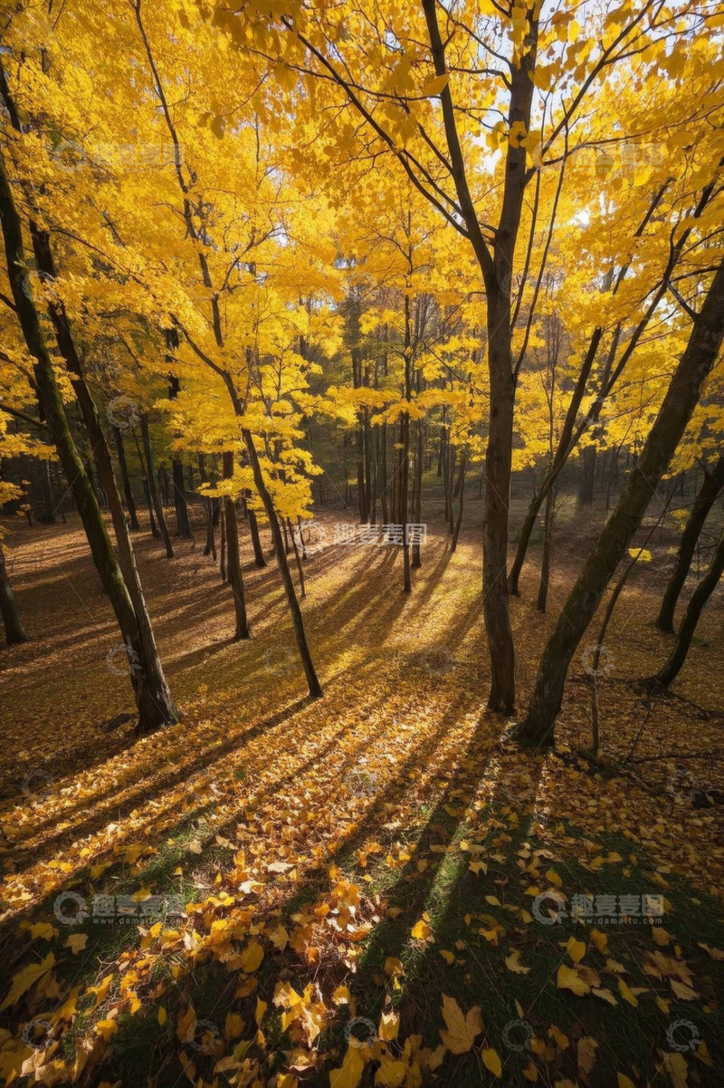 高清大图下载【趣麦麦图】秋日森林金黄色树木与落叶景象