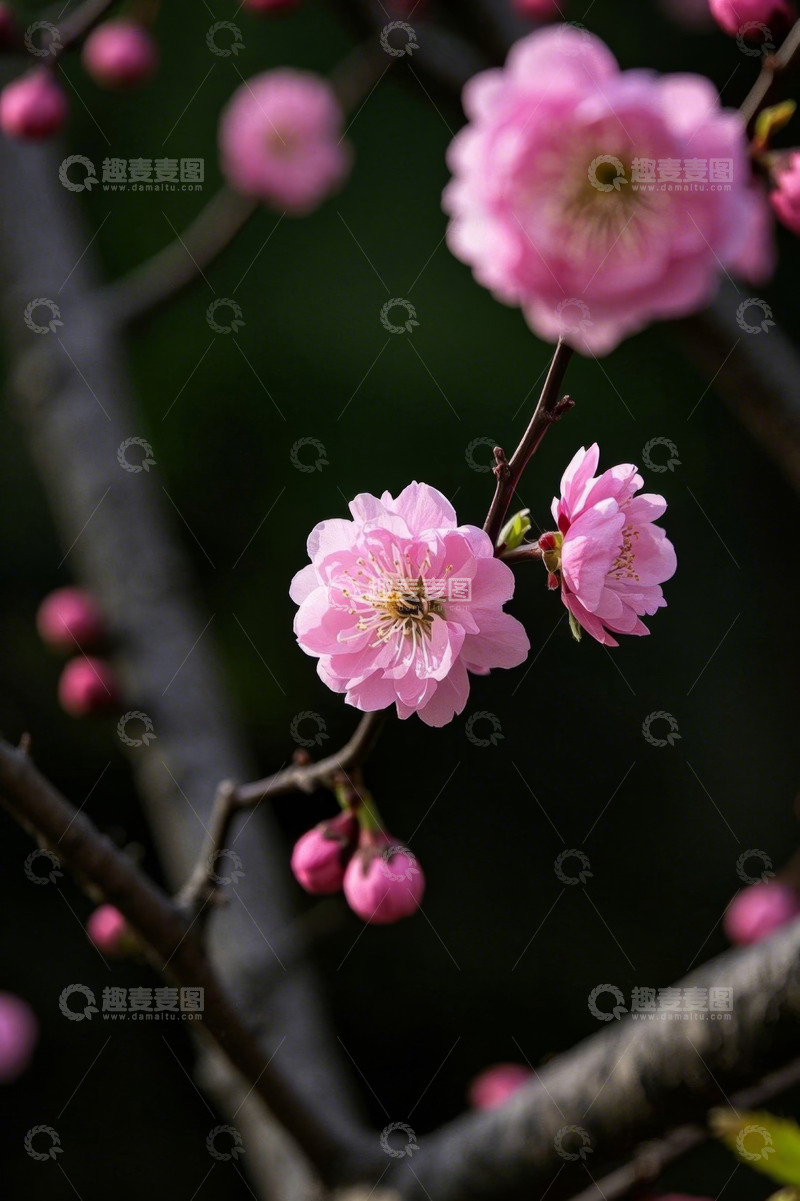高清大图下载【趣麦麦图】粉色盛开的花朵特写