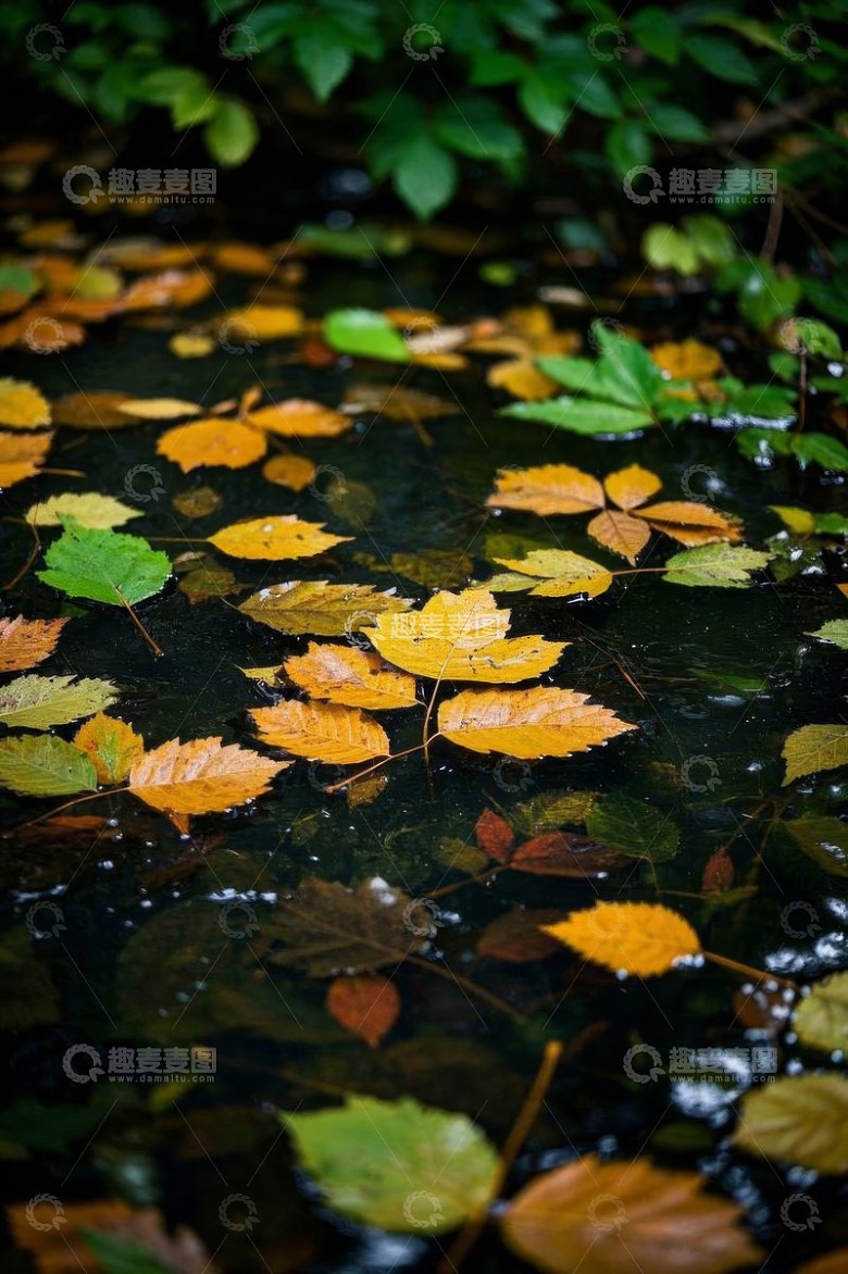 水面漂浮的秋季落叶
