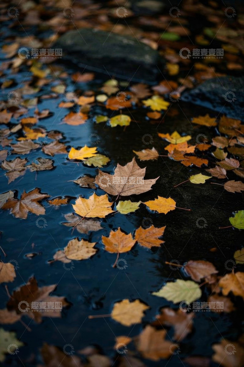 高清大图下载【趣麦麦图】水面漂浮的秋季落叶