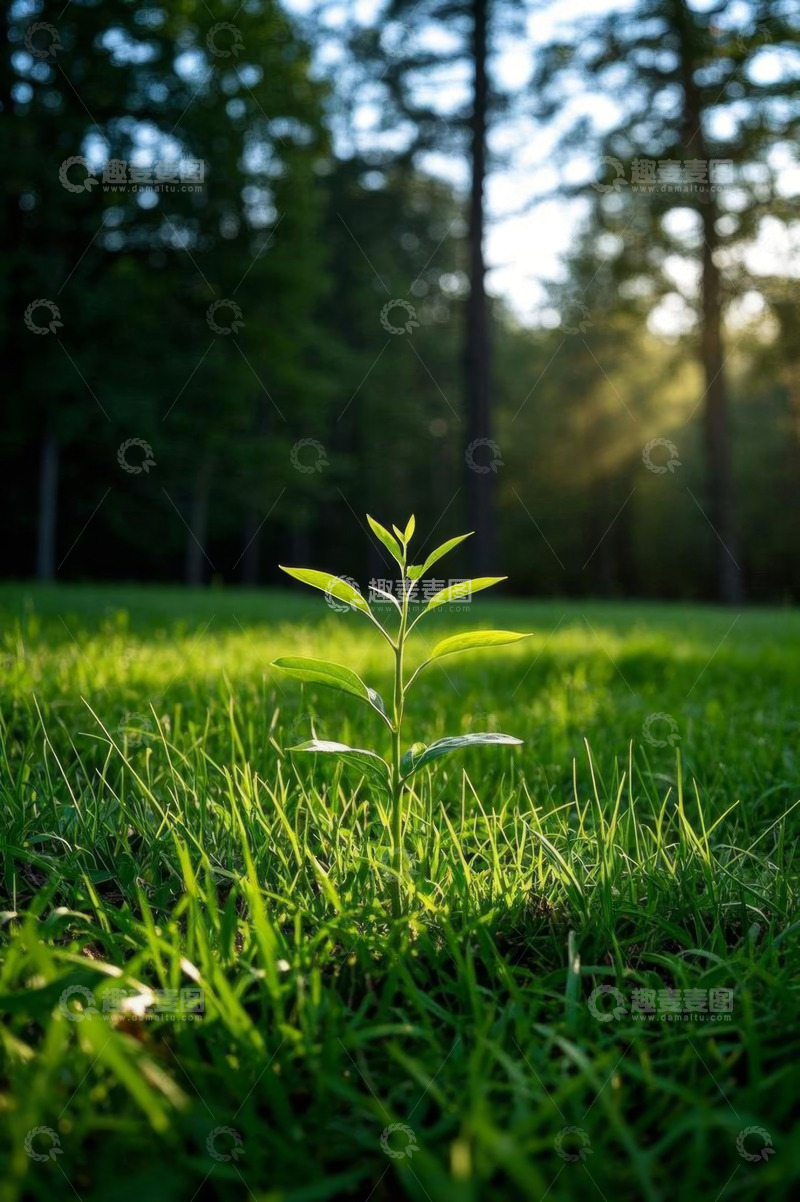 高清大图下载【趣麦麦图】草地上的新生绿植