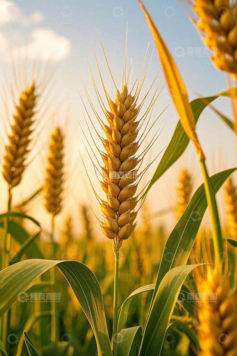 高清大图下载【趣麦麦图】成熟麦穗特写与麦田风光