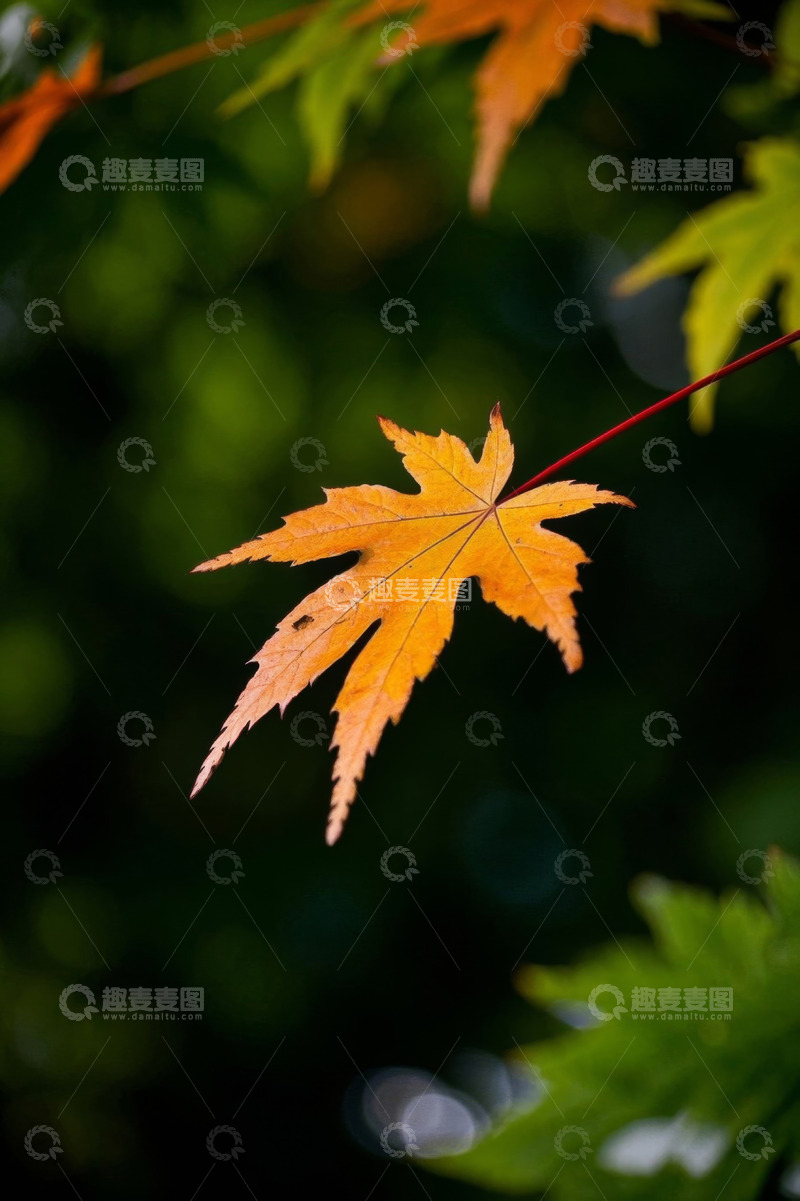 高清大图下载【趣麦麦图】特写秋日黄色枫叶