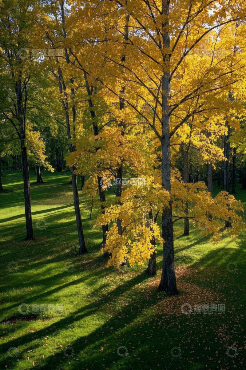 高清大图下载【趣麦麦图】秋日森林阳光洒落景象