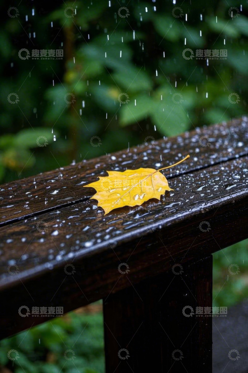 高清大图下载【趣麦麦图】雨中长椅上的黄色枫叶
