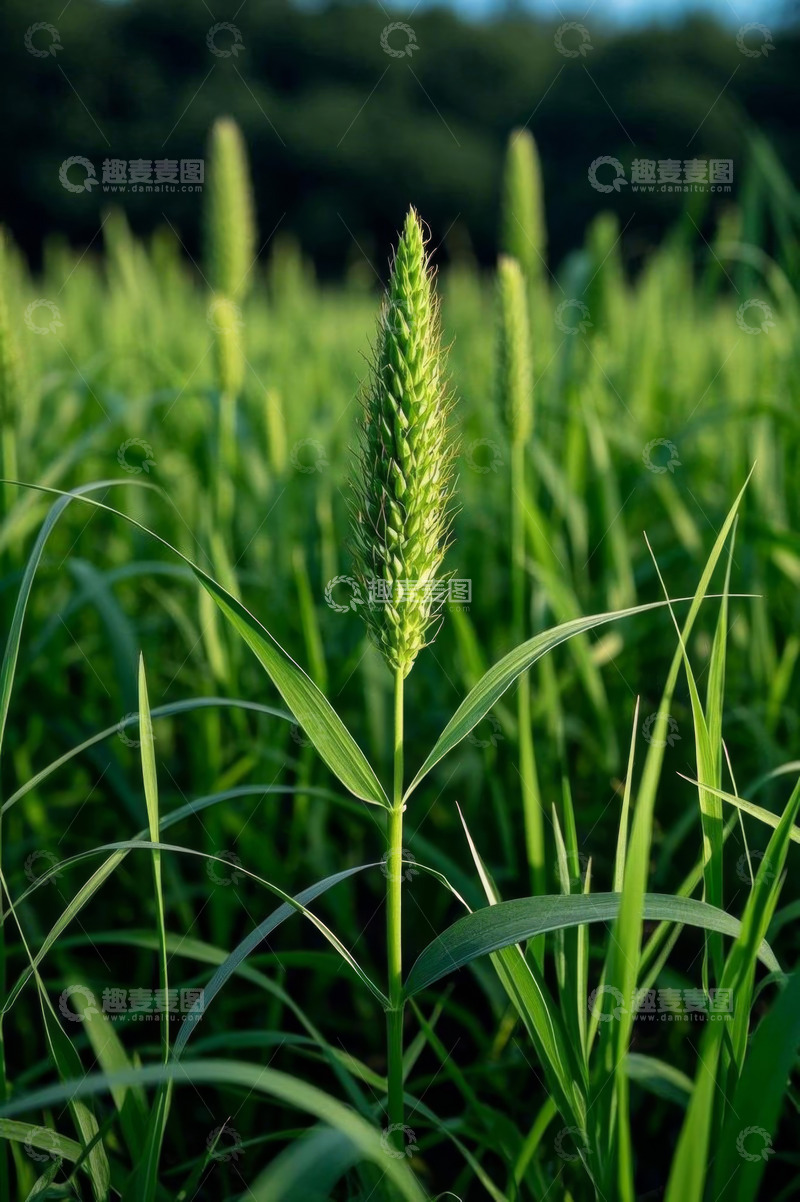 高清大图下载【趣麦麦图】田间绿色植物特写