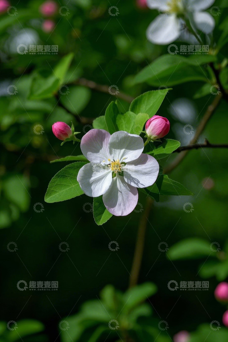 高清大图下载【趣麦麦图】特写白色花卉与粉色花苞