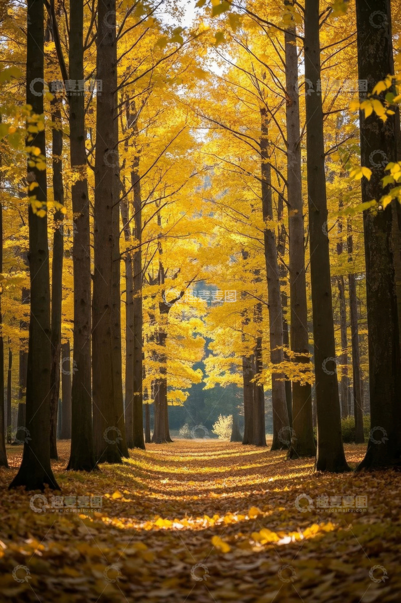 高清大图下载【趣麦麦图】秋天金黄树林景观