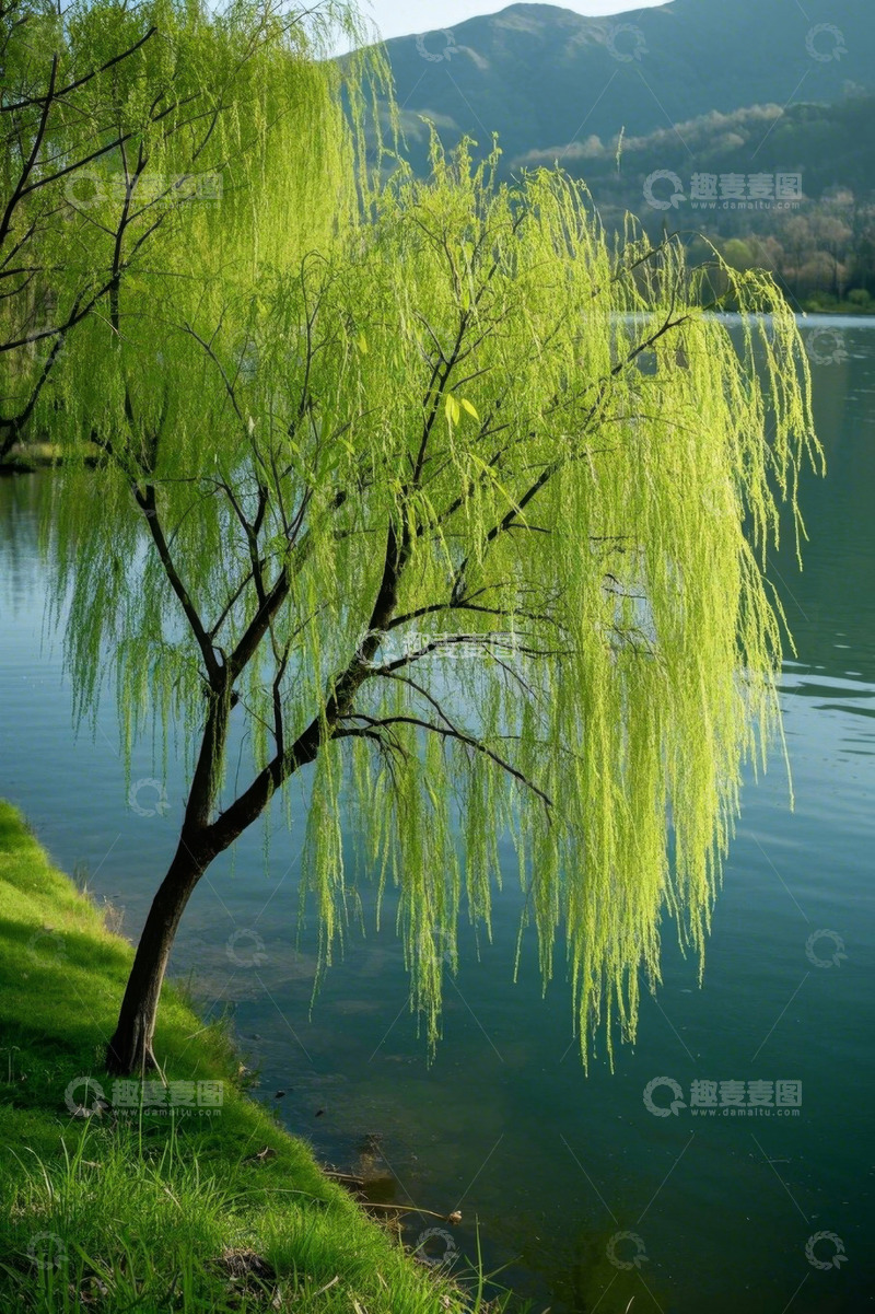高清大图下载【趣麦麦图】湖畔垂柳自然风光