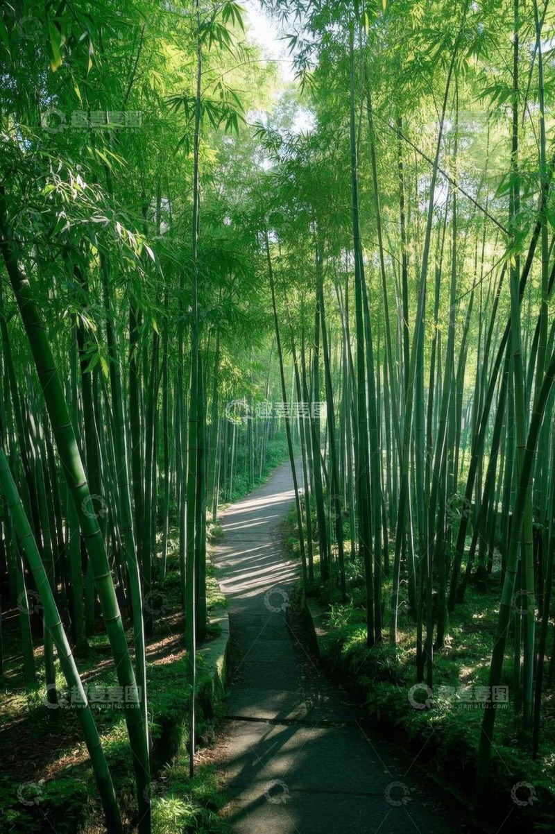 高清大图下载【趣麦麦图】竹林中的蜿蜒小径