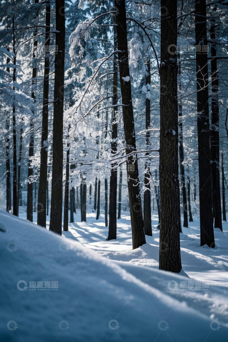 高清大图下载【趣麦麦图】雪后森林自然景观