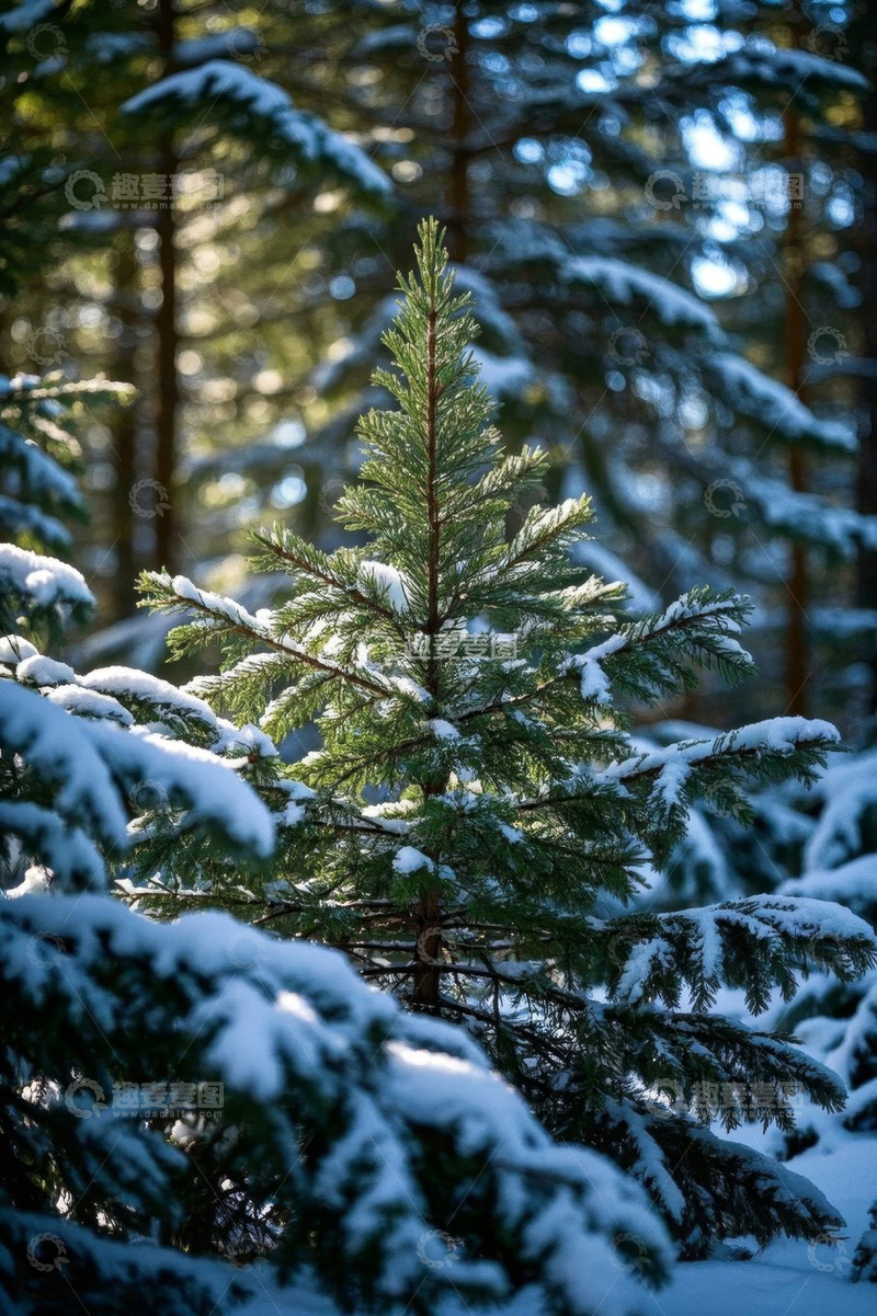 高清大图下载【趣麦麦图】雪覆盖的松林中小松树