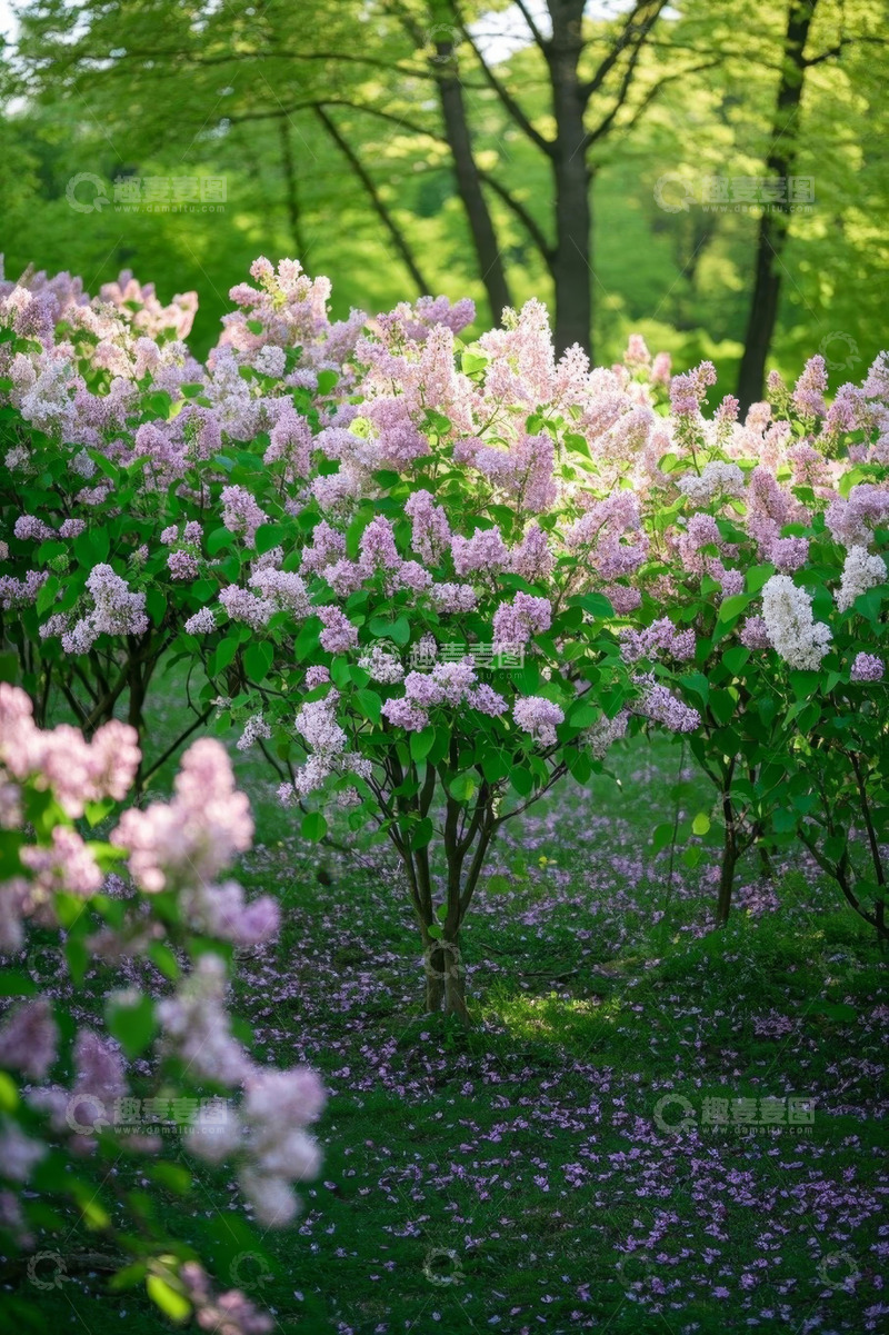 高清大图下载【趣麦麦图】盛开的紫丁香花丛