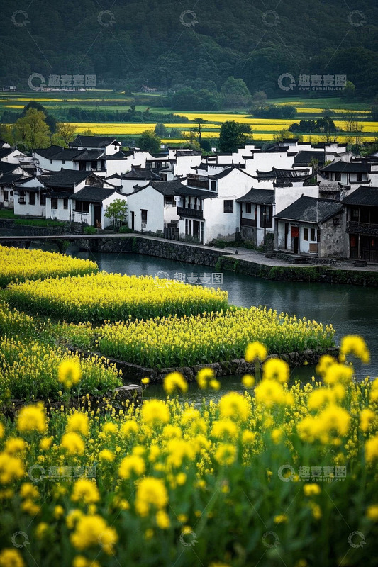 乡村油菜花田旁的白墙黑瓦民居