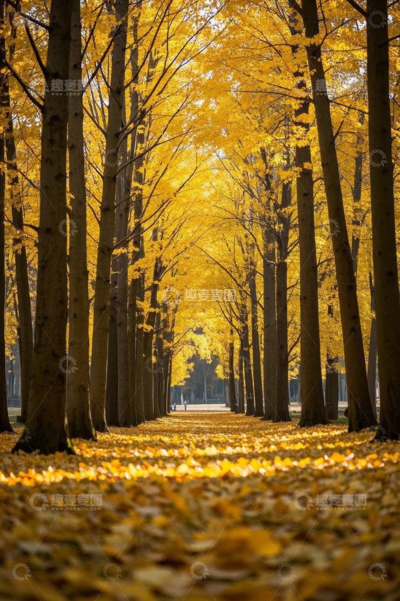 高清大图下载【趣麦麦图】秋日金黄树林林荫道风景