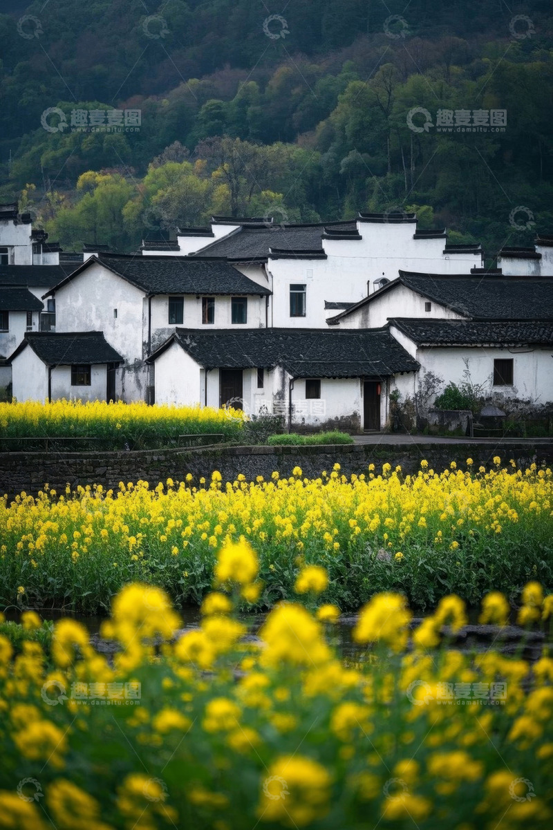 高清大图下载【趣麦麦图】乡村白墙黑瓦与油菜花景观