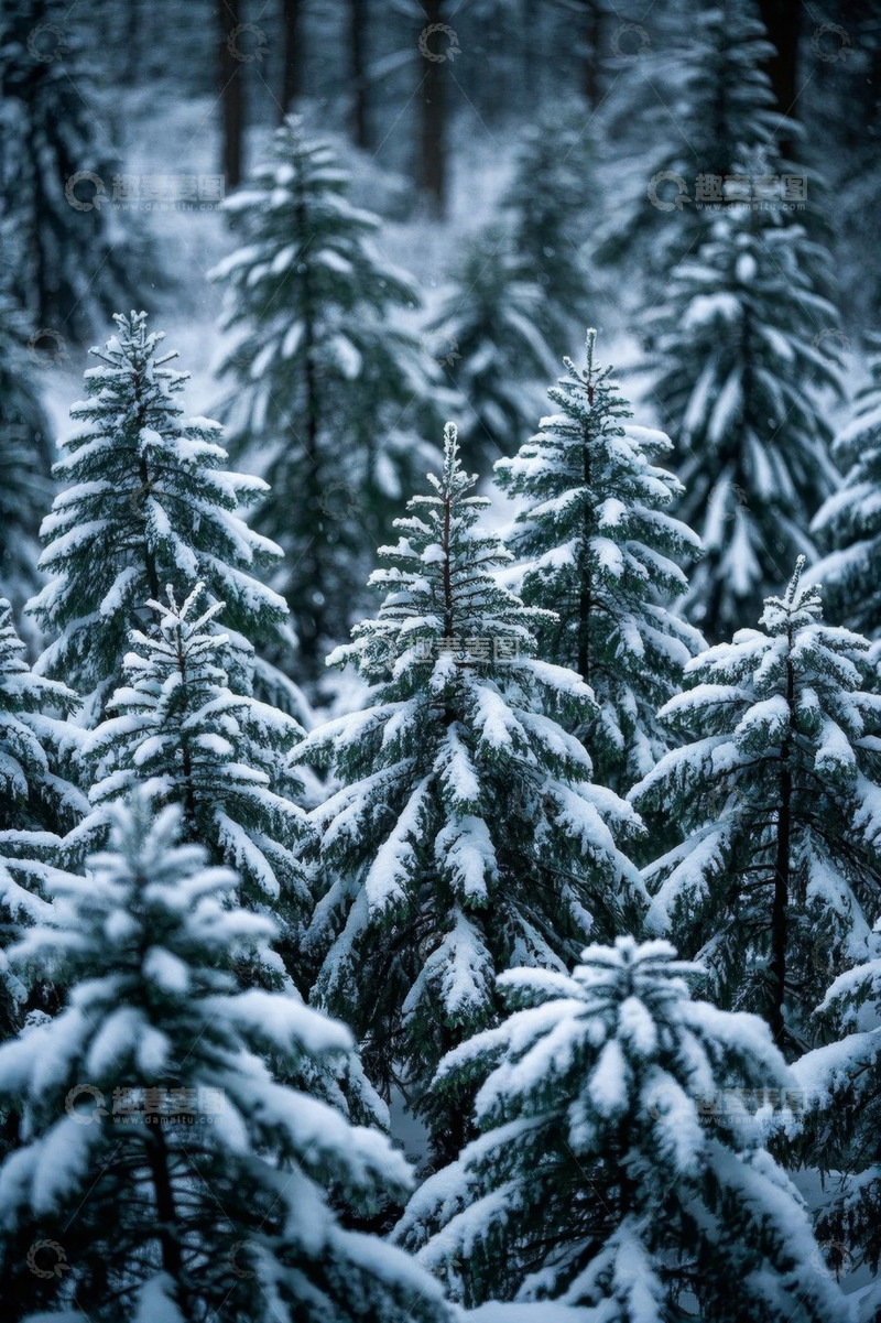 高清大图下载【趣麦麦图】雪覆盖的松树林自然风光