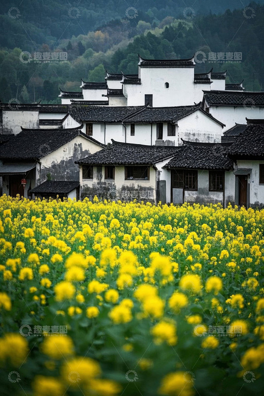 乡村油菜花田旁的传统民居