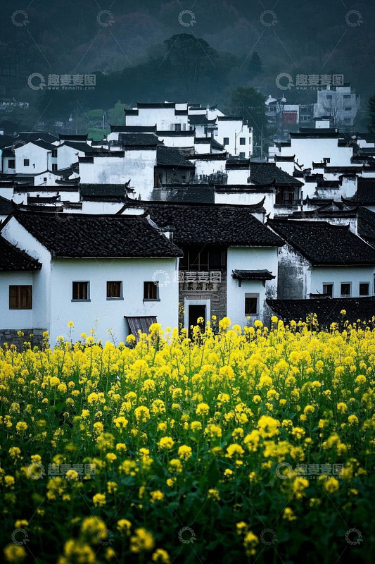 乡村油菜花与白墙黑瓦建筑