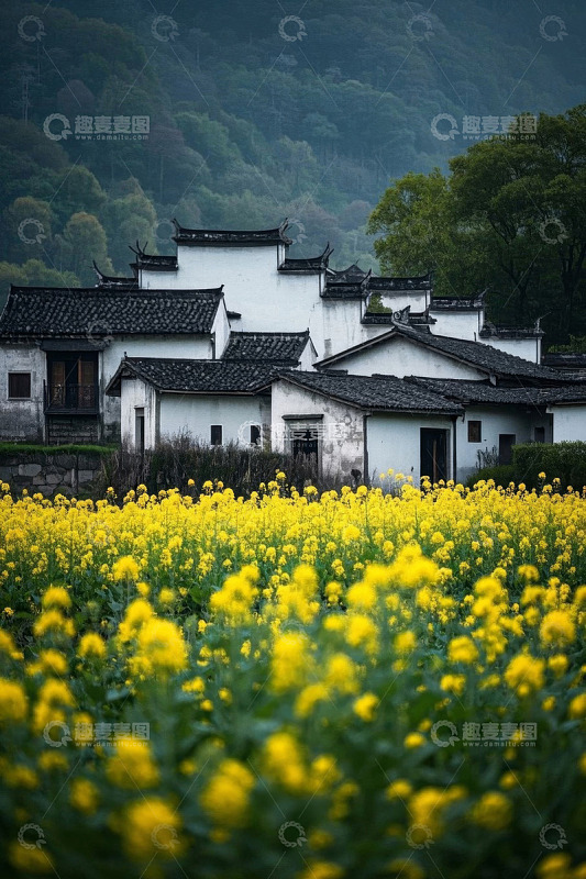 乡村油菜花田旁的传统民居