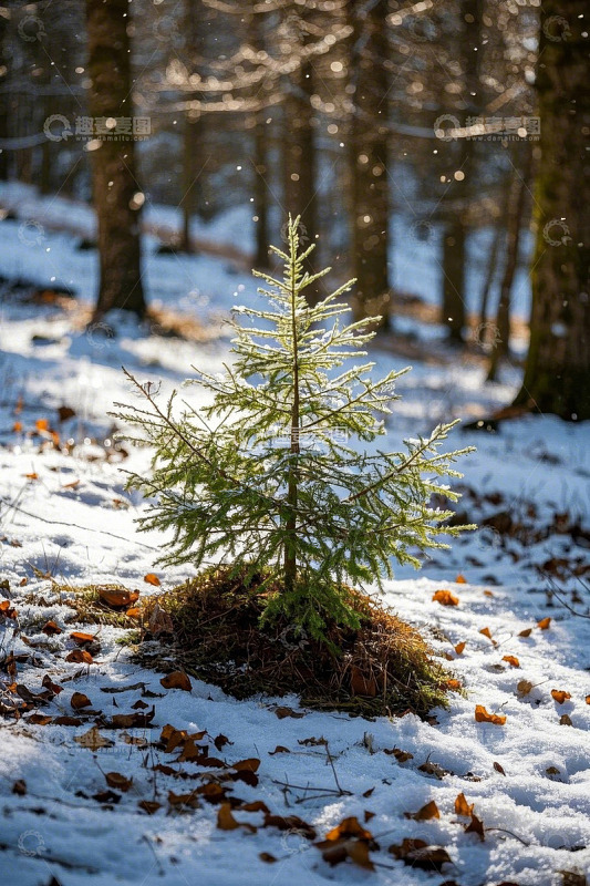 雪后森林中的小松树