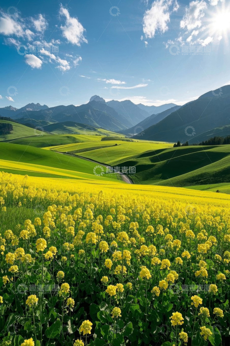 高清大图下载【趣麦麦图】山间黄色油菜花田风景