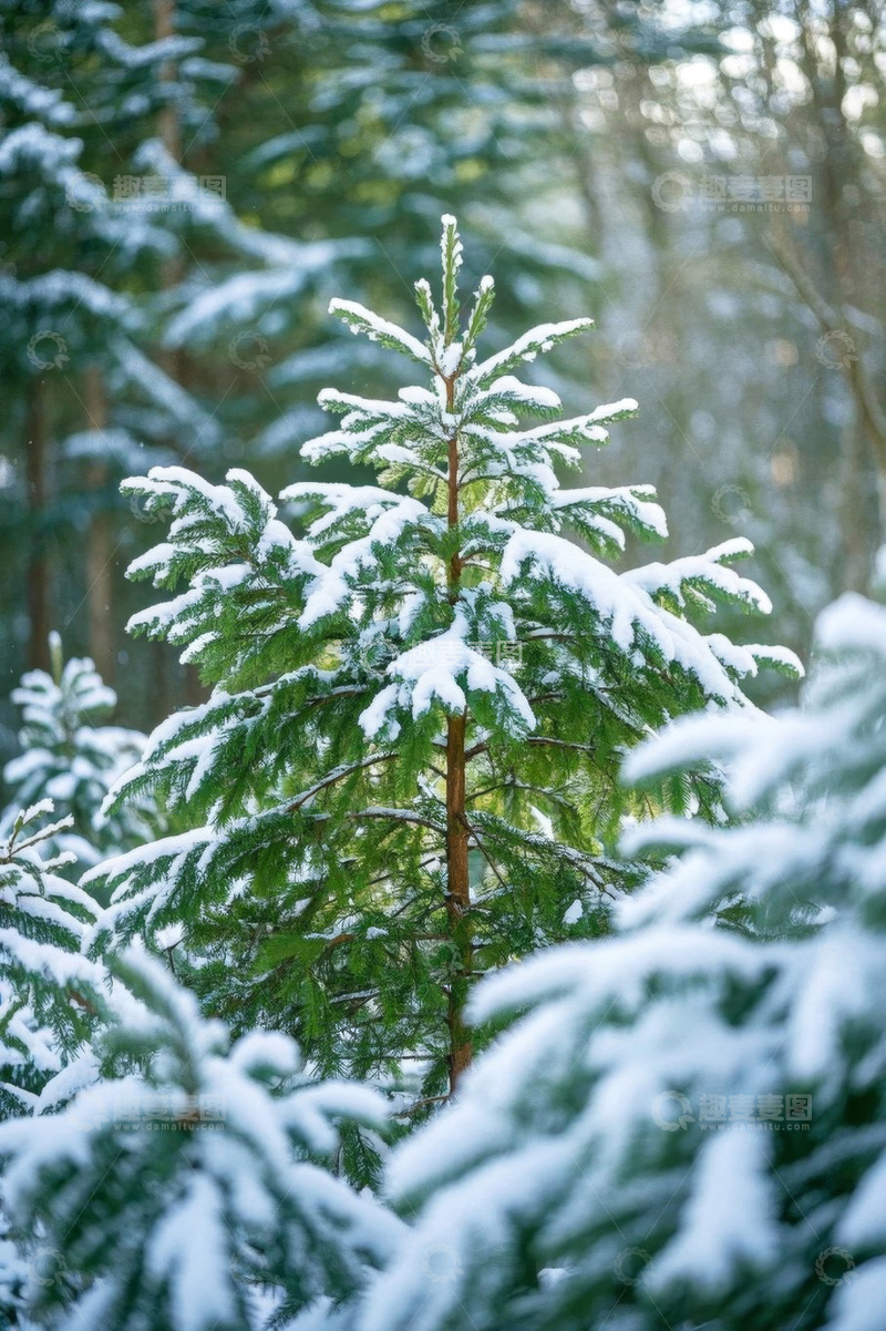 高清大图下载【趣麦麦图】雪覆盖的森林中的松树