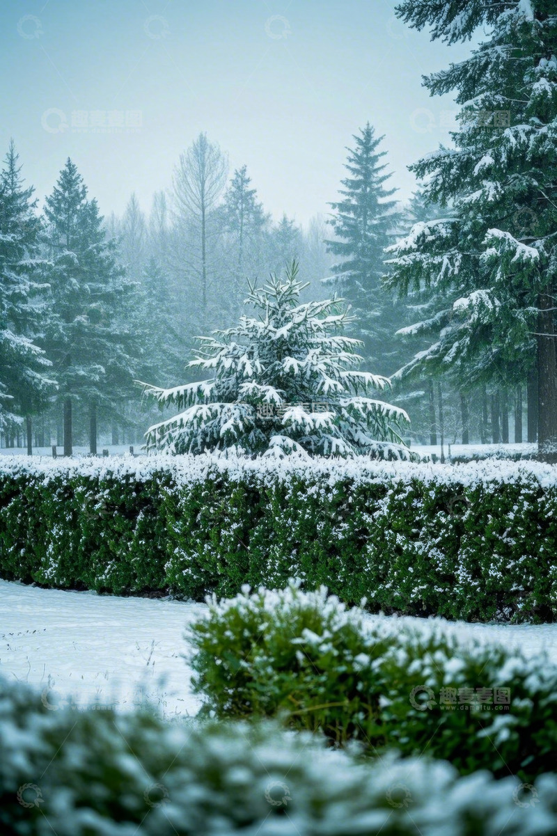高清大图下载【趣麦麦图】雪后森林中的绿植景观