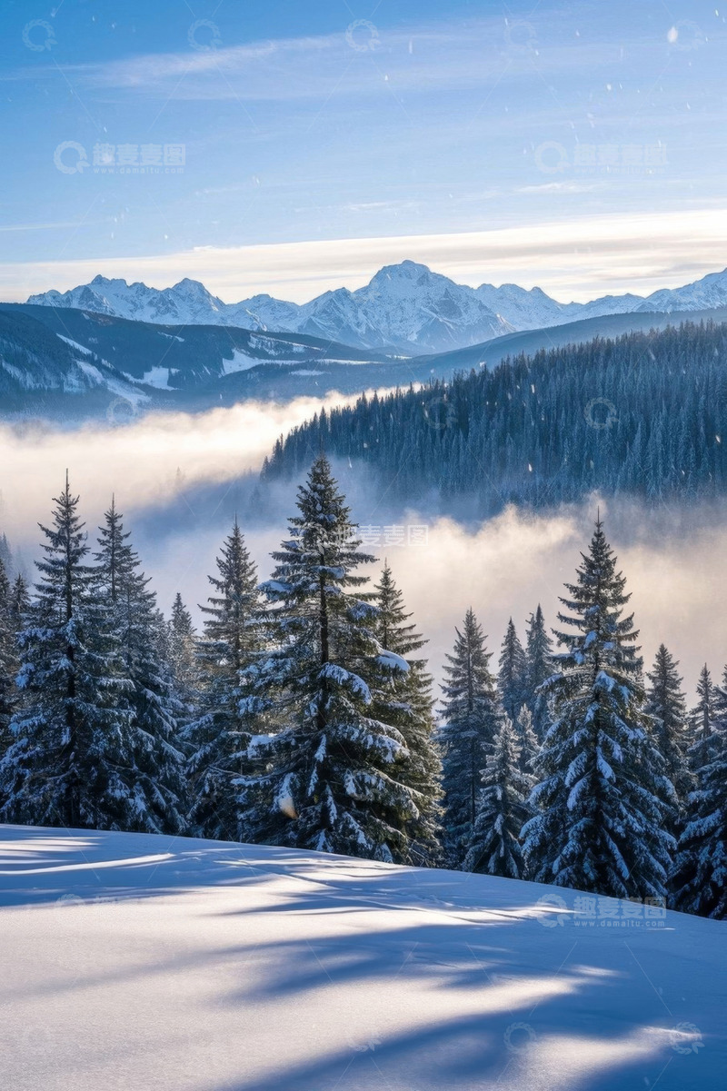 高清大图下载【趣麦麦图】雪山下的雪松林自然风光