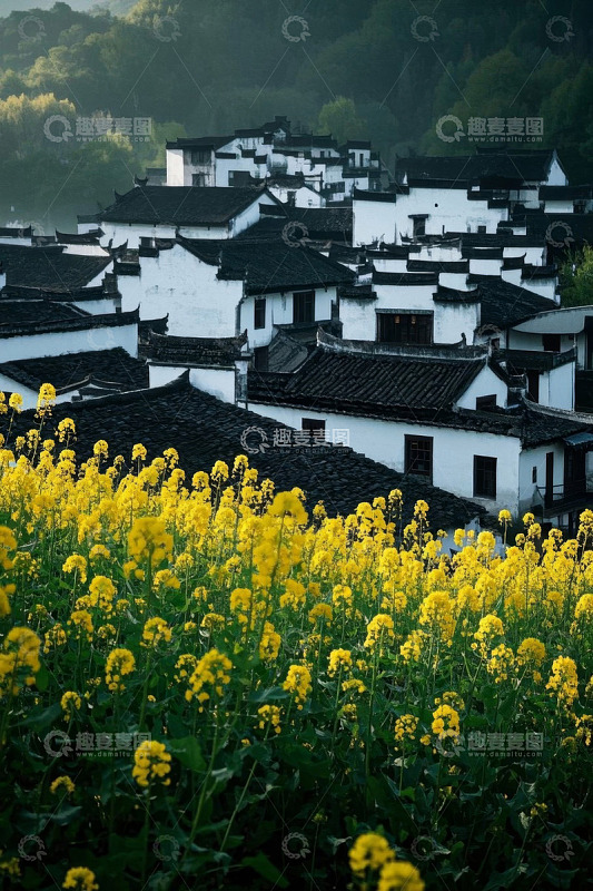油菜花田旁的徽派民居