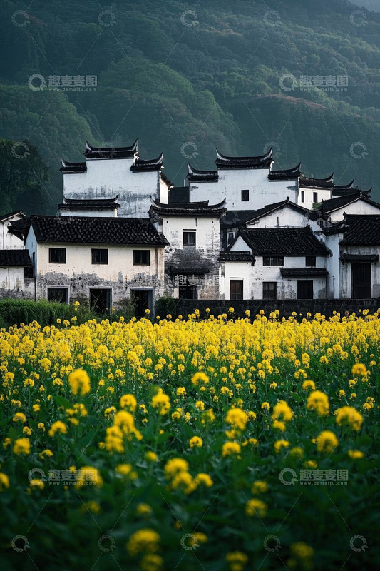油菜花田旁的徽派古建筑