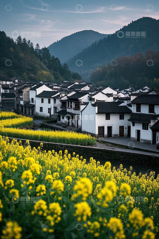 乡村油菜花与白墙黑瓦民居