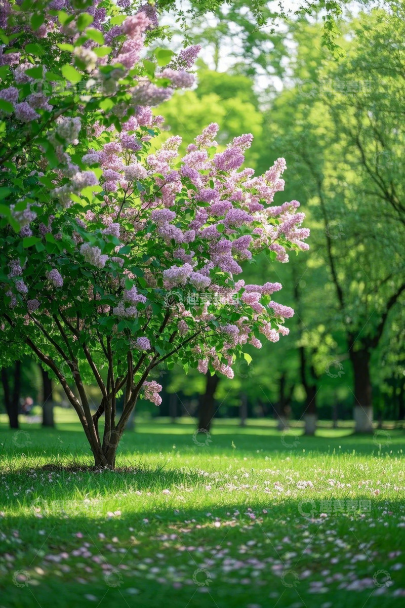 高清大图下载【趣麦麦图】公园盛开的紫色花朵