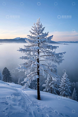 雪覆山林中的挺拔树木