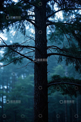 雾中森林里的挺拔松树