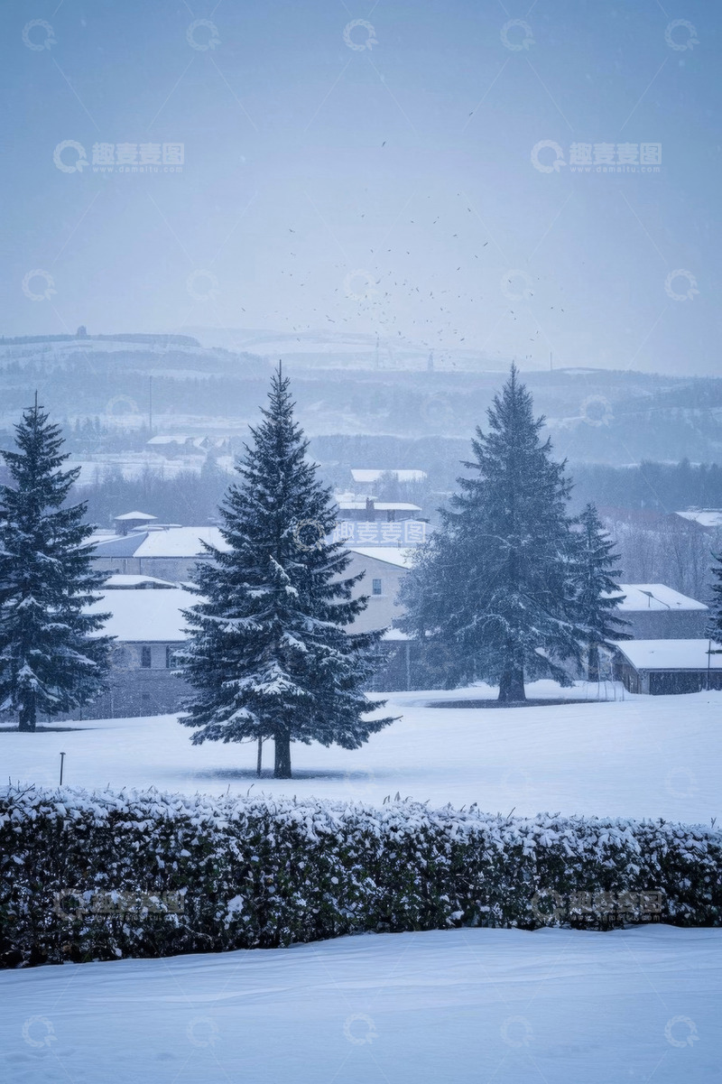 高清大图下载【趣麦麦图】雪景中的松树与房屋