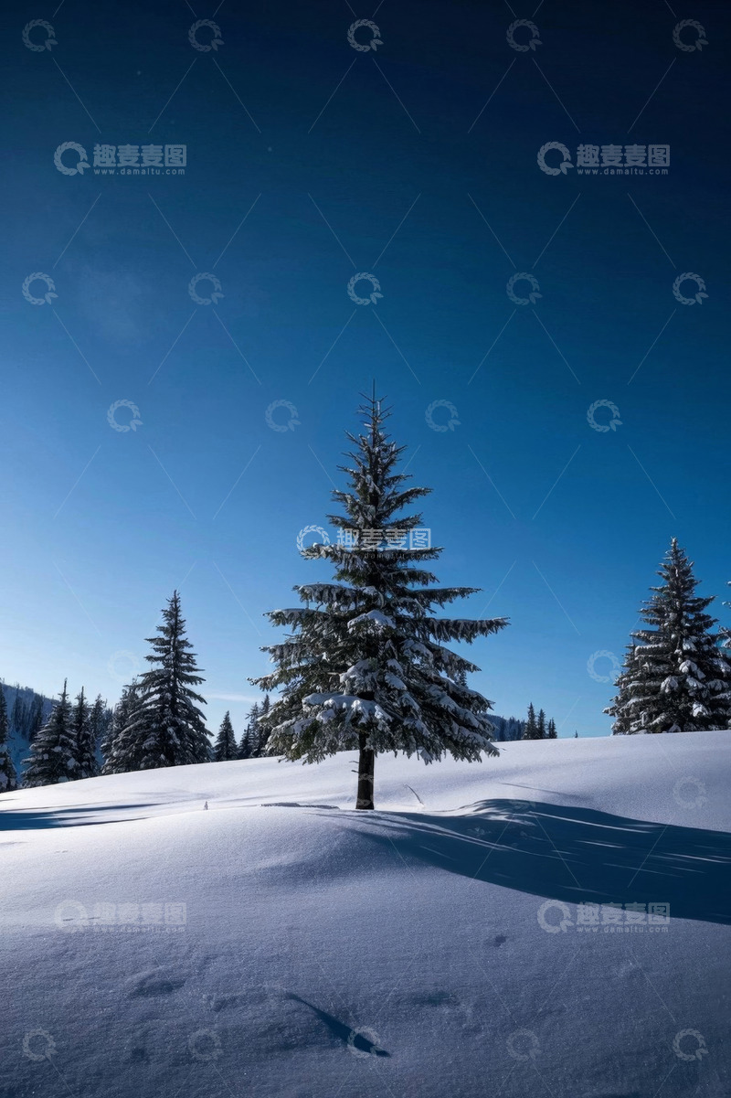 高清大图下载【趣麦麦图】雪地中的雪松风景