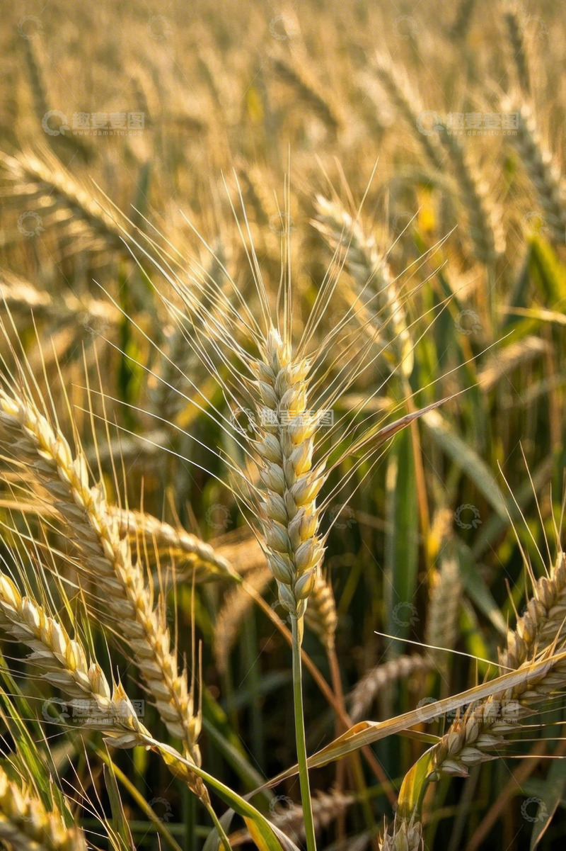 高清大图下载【趣麦麦图】成熟饱满的小麦特写