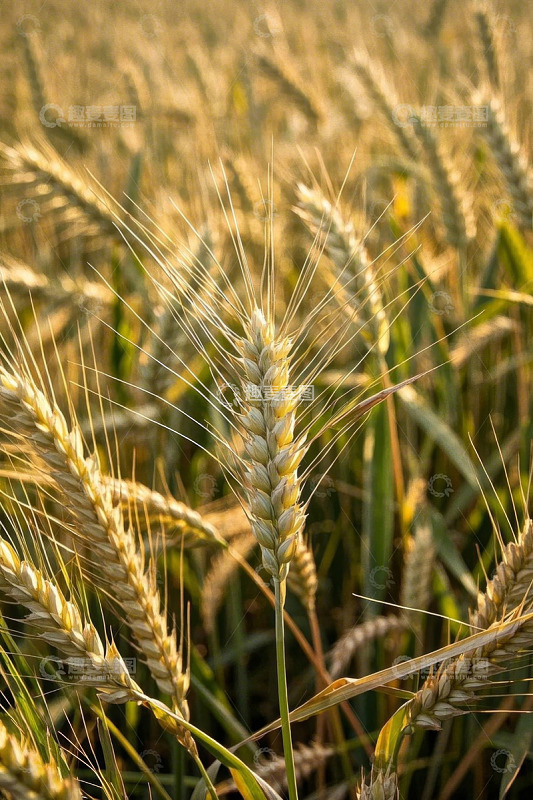 成熟饱满的小麦特写
