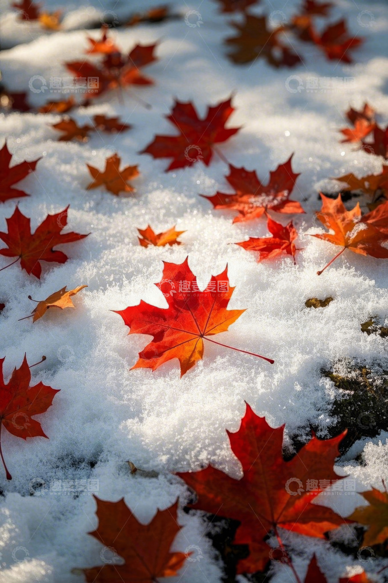 高清大图下载【趣麦麦图】雪地上的红色枫叶