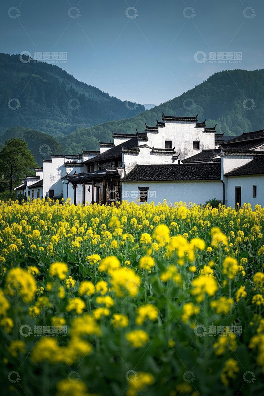 油菜花田旁的徽派建筑