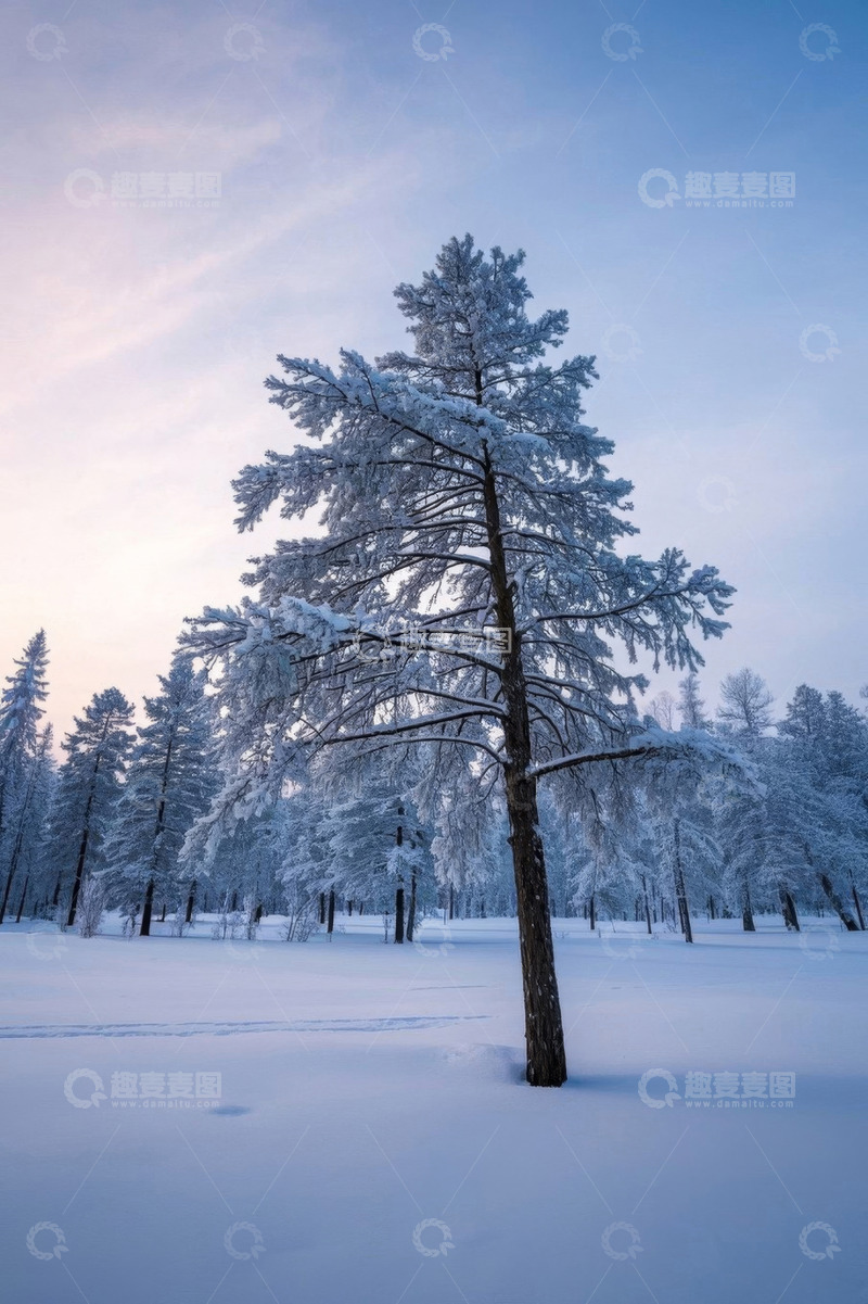 高清大图下载【趣麦麦图】冬日雪覆森林单棵松树景象