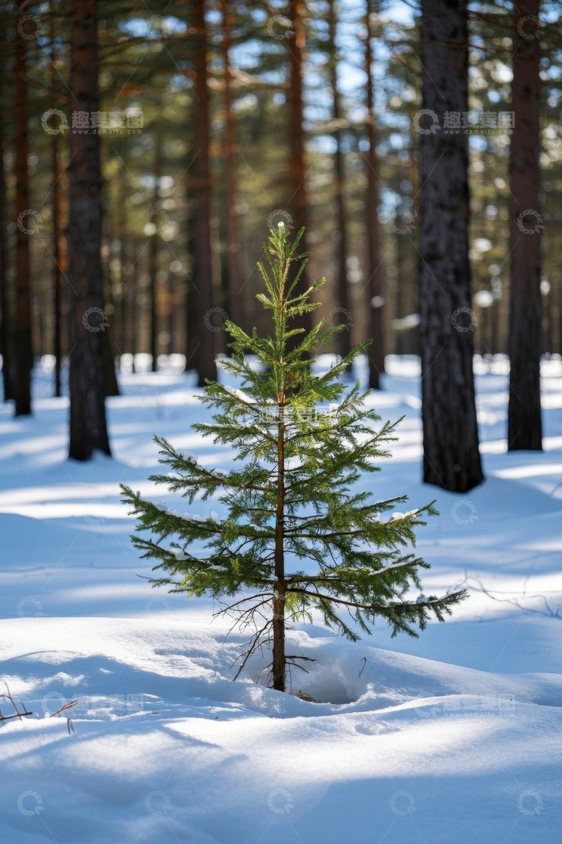高清大图下载【趣麦麦图】雪地中生长的小松树