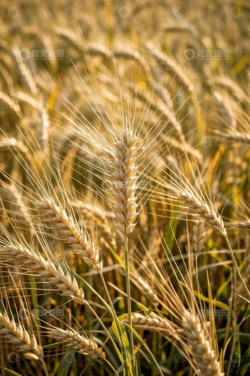 高清大图下载【趣麦麦图】成熟小麦田间景象