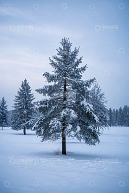 雪地中覆盖积雪的挺拔松树