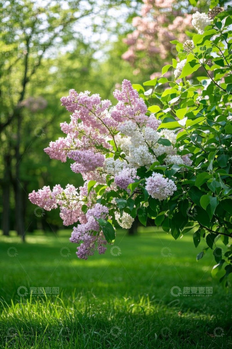 高清大图下载【趣麦麦图】公园中绽放的紫白相间丁香花