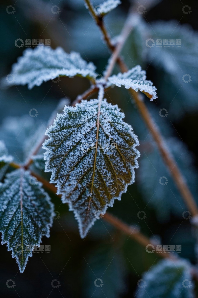 高清大图下载【趣麦麦图】覆霜植物叶片特写